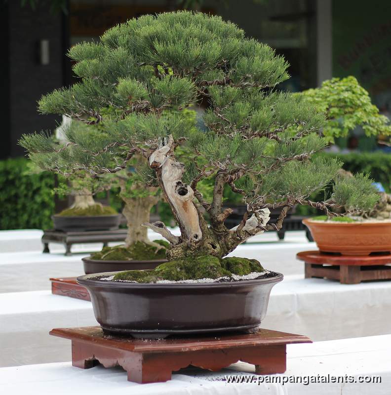 Twintrunk - Agoho Philippines Bonsai