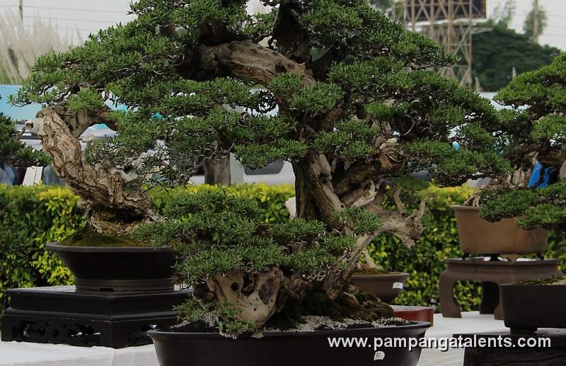 Twintrunk - Bantigue Philippines Bonsai
