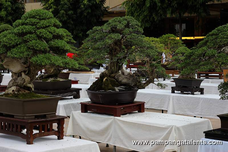 Twintrunk - Bantigue Philippines Bonsai