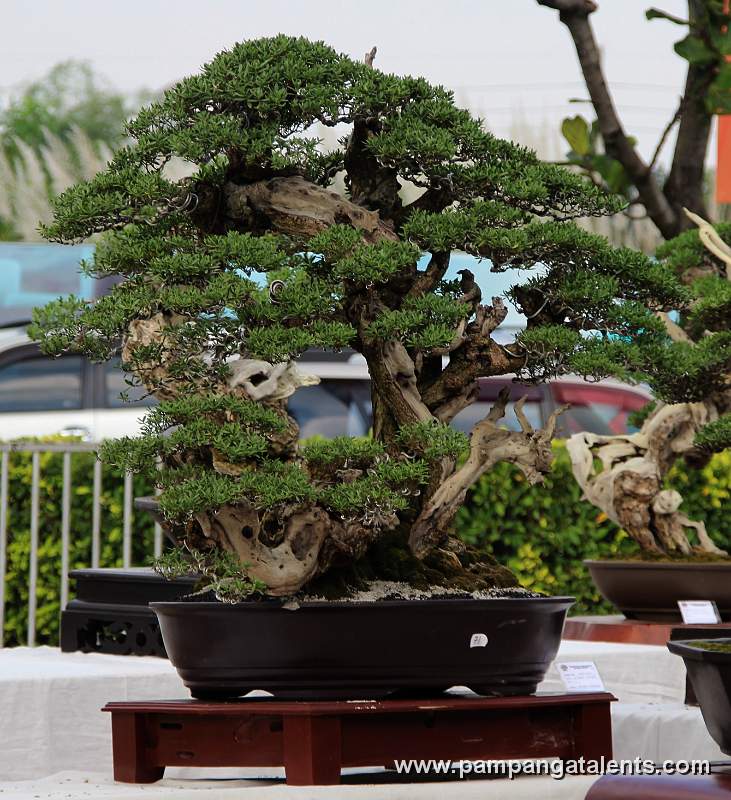 Twintrank - Bantigue Philippines Bonsai