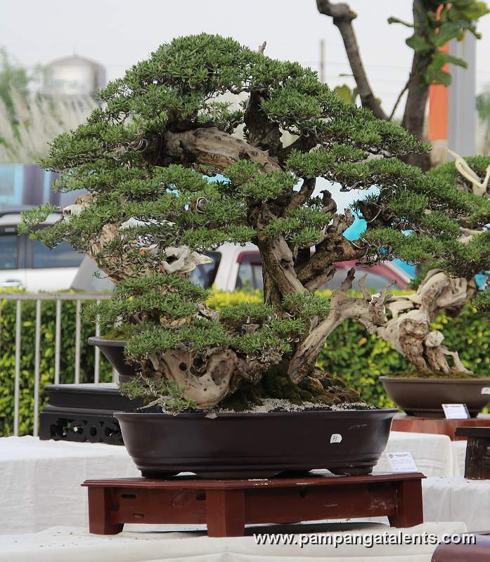 Twintrank - Bantigue Philippines Bonsai