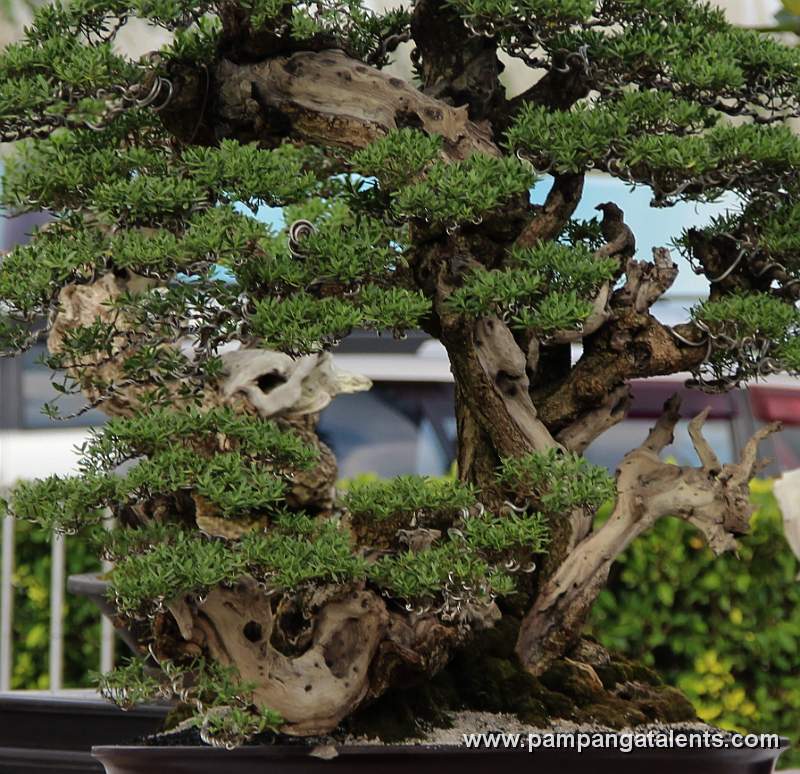 Twintrank - Bantigue Philippines Bonsai