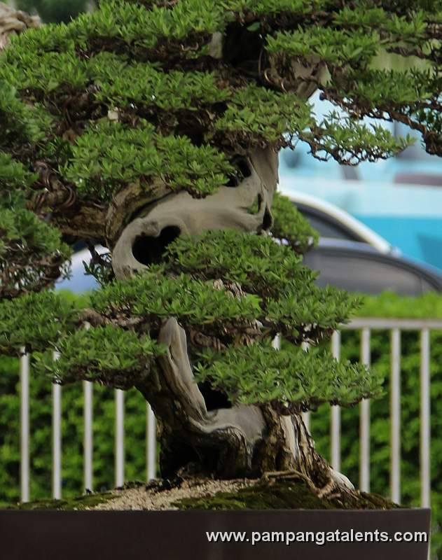 Twintrank - Bantigue Philippines Bonsai
