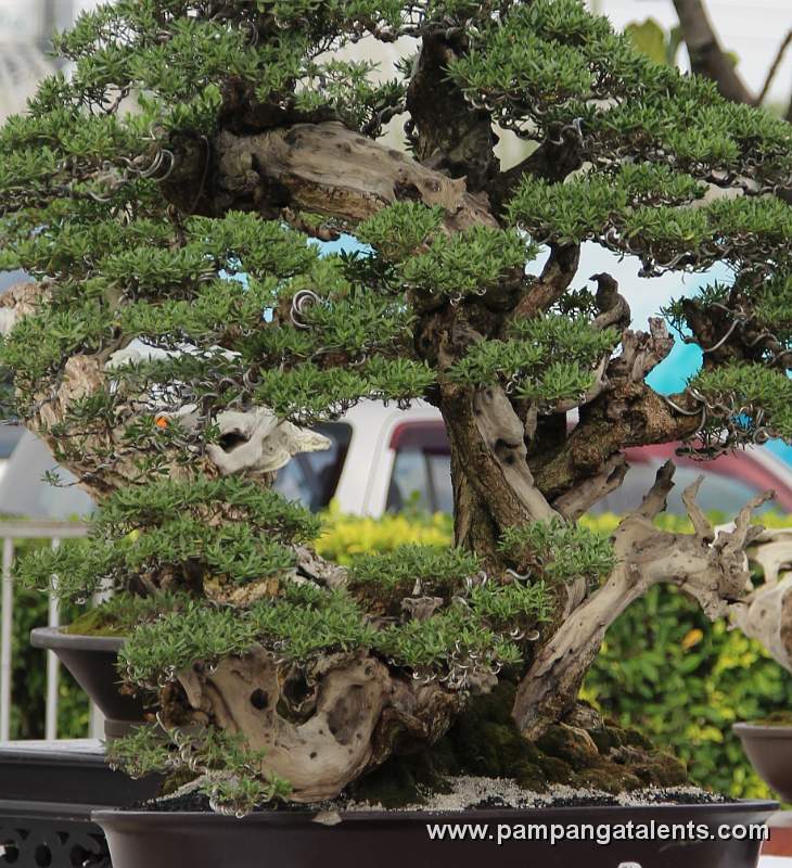 Twintrank - Bantigue Philippines Bonsai