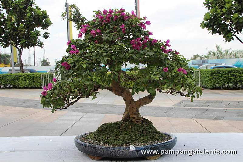 Twin Trunk - Bougaainvillea Philippines Bonsai