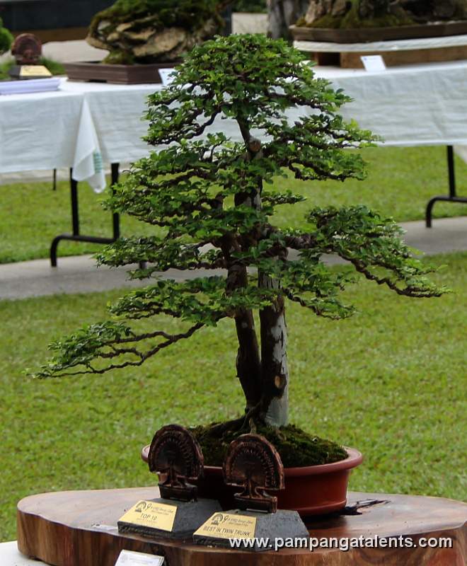 Twintrunk - Lemoncito Philippines Bonsai