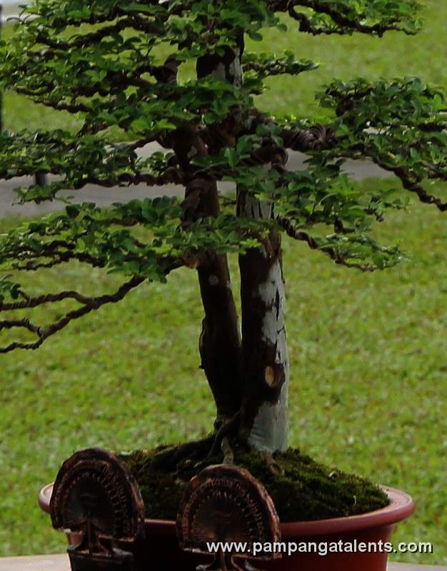 Twintrunk - Lemoncito Philippines Bonsai