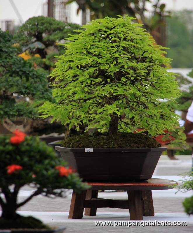Broomstyle - Tamarind Philippines Bonsai