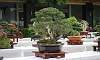 Twintrunk - Agoho Philippines Bonsai