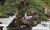 Twintrunk - Bantigue Philippines Bonsai