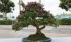Twin Trunk - Bougaainvillea Philippines Bonsai
