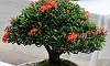 Twin Trank - Santan Philippines Bonsai