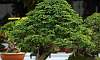 Twin trunk -  Tamarind Philippines Bonsai
