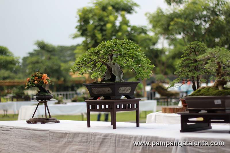 Formal upright - Bougainvillea Philippines Bonsai 