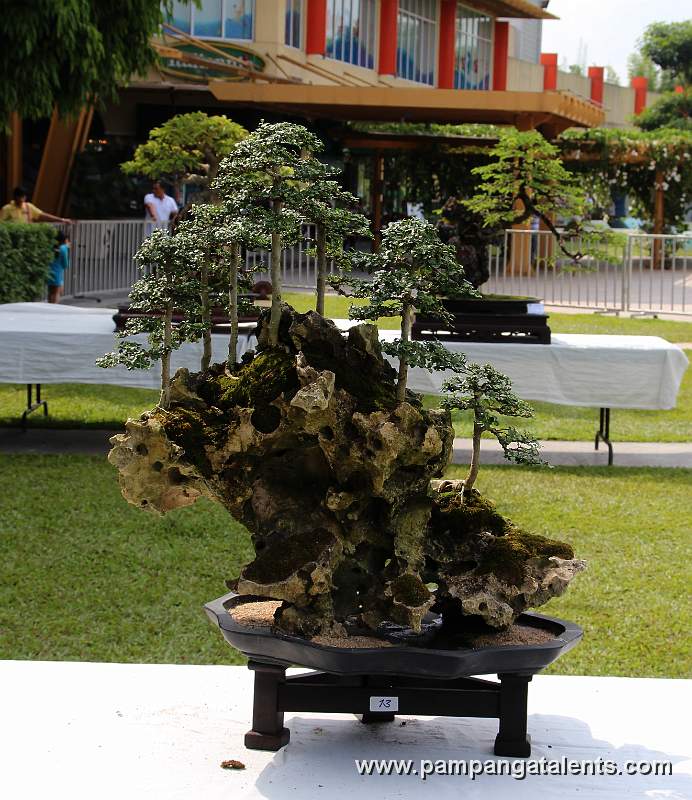 Forest - Kayos Philippines Bonsai