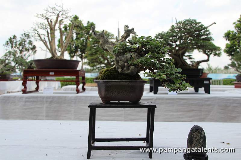 Driftwood - Molave Philippines Bonsai