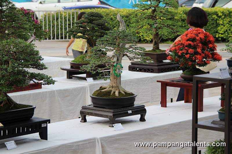 Formal upright - Molawin Philippines Bonsai