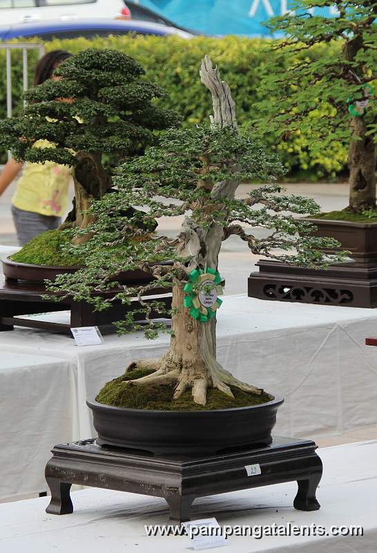 Formal upright - Molawin Philippines Bonsai