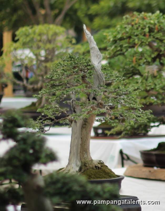 Formal upright - Molawin Philippines Bonsai