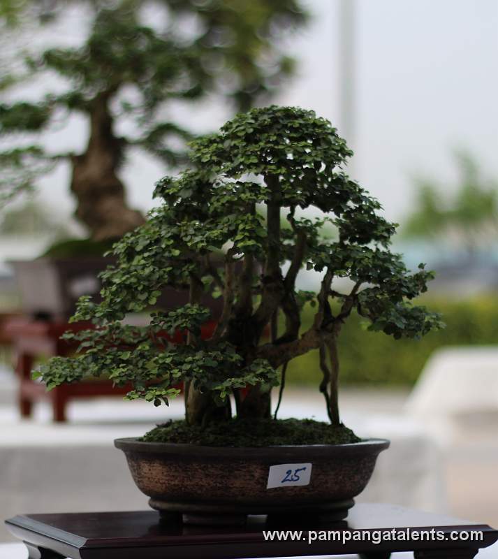 Clamp Style- Mulawin Philippines Bonsai