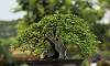 Formal upright - Bougainvillea Philippines Bonsai