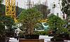 Broomstyle - Kamuning Philippines Bonsai