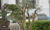 Clamp Style- Kamuning Philippines Bonsai