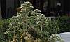 Forest - Kayos Philippines Bonsai
