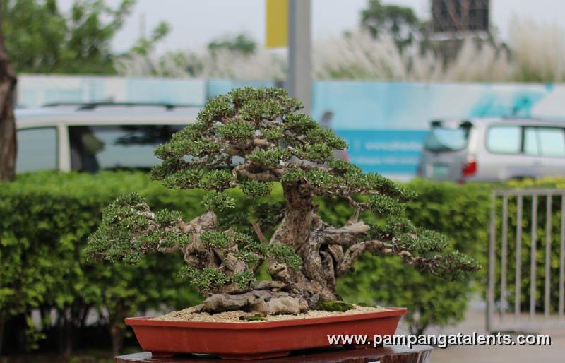 Formal upright - Bantigue Philippines Bonsai
