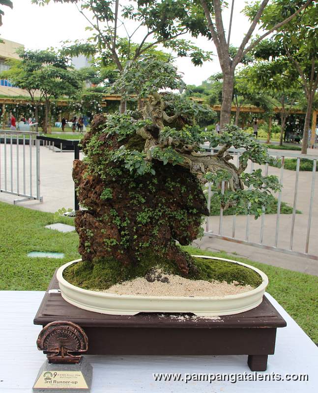 Rockgrown - Molave Philippines Bonsai