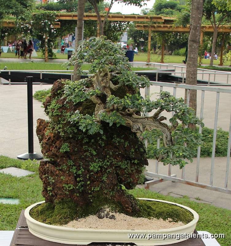 Rockgrown - Molave Philippines Bonsai