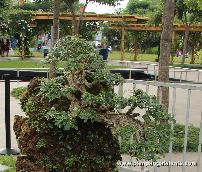 Rockgrown - Molave Philippines Bonsai