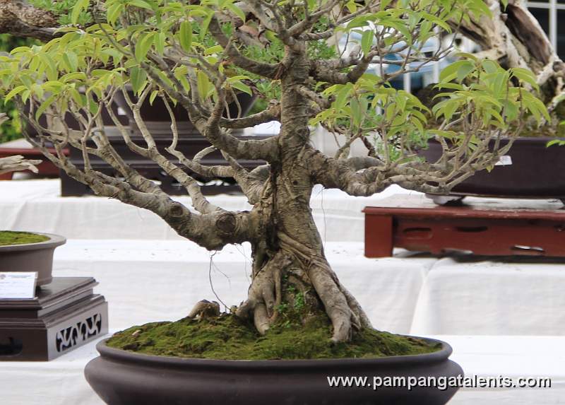 Formal upright - Red Ficus Philippines Bonsai