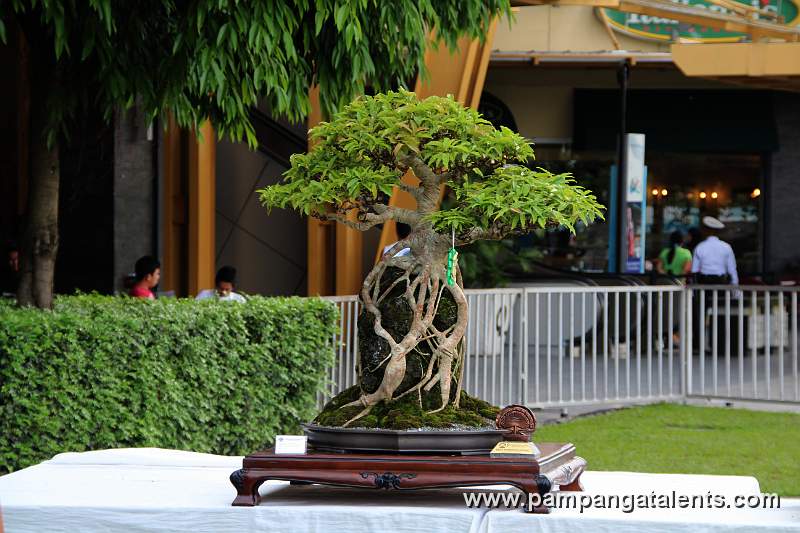 Root over rock - red ficus Philippines Bonsai