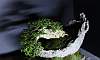 Molave Bonsai Philippines Bonsai