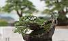Molave Bonsai Philippines Bonsai