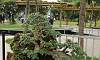 Rockgrown - Molave Philippines Bonsai