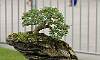 Rockgrown - mulawin Philippines Bonsai