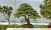 Twintrunk - Tamarind Philippines Bonsai