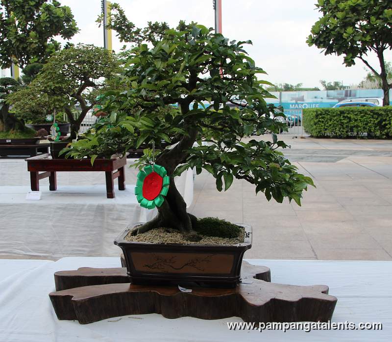 Informal Uprights - Bignay Bonsai