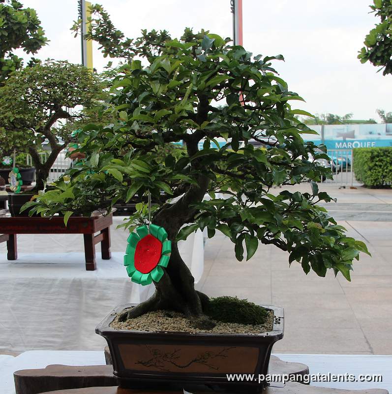 Informal Uprights - Bignay Bonsai