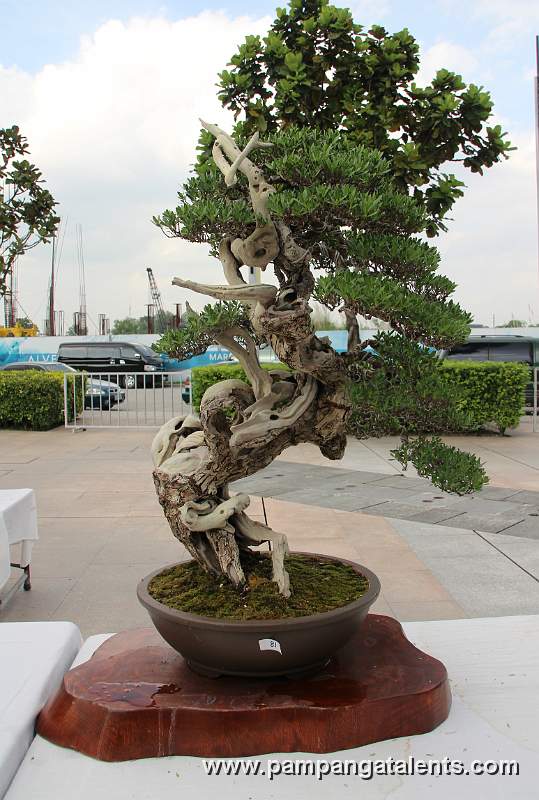 Literati - Bantigue Bonsai 