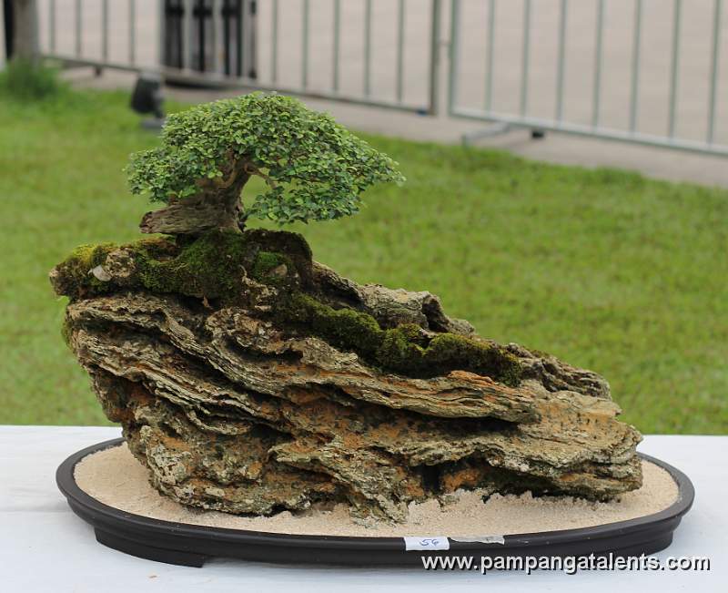 Roockgrown - mulawin Bonsai 