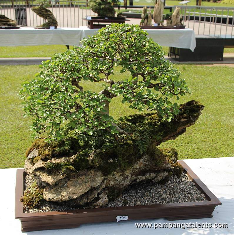 Rockgrown - Mulawin Bonsai