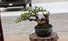 Mame - bonsai below 6 inches - Chinamansat Bonsai