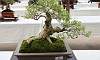 Informal upright - Latino Bonsai