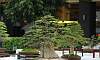 Formal upright - Yangya Bonsai
