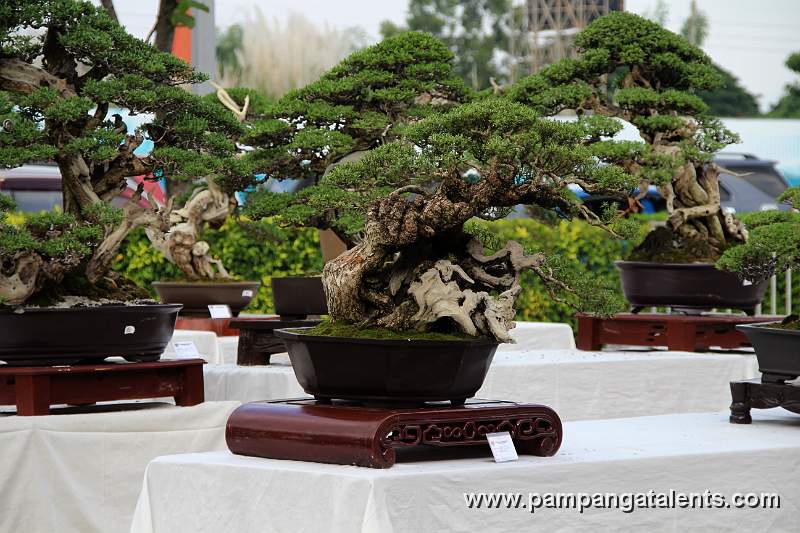Slanting - Bantigue Bonsai