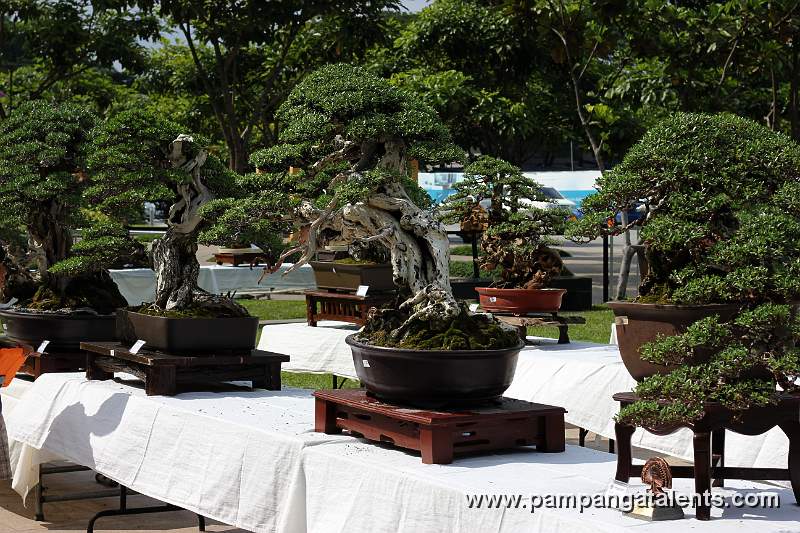 Slanting - Bantigue Bonsai