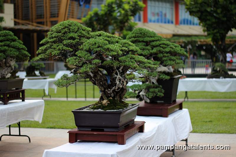 Twintrunk - Bantigue Bonsai